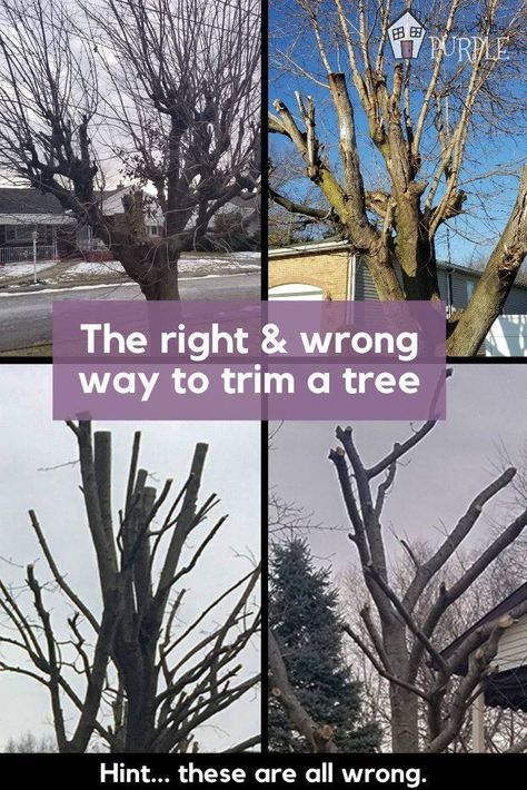 Pruning Trees How To, How To Trim Trees, Trimming Trees Branches, How To Trim A Tree, Tree Pruning Tips, Tree Trimming Ideas, How To Prune Trees, Pruning Trees, How To Trim Bushes