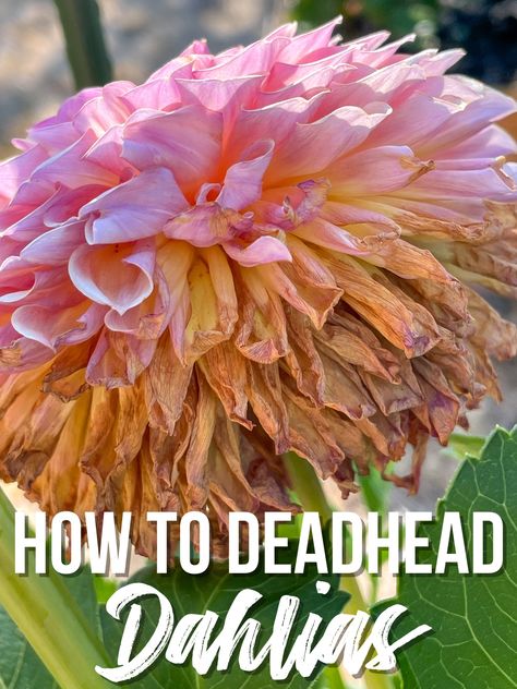 Keep your dahlias blooming longer by removing the spent flowers. I'll show you how to deadhead dahlias so your plant produces more buds! Dalia Flower, Container Herb Garden, Dahlia Garden, Fall Gardening, Growing Dahlias, Gardening Inspiration, Growing Gardens, Flower Gardening, Garden Quotes