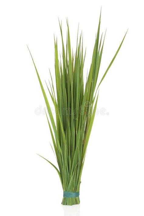 Rye Grass, Green Grass, Green Background, Rye, Farmer, Stock Photography, White Background, Photo Image, Herbs