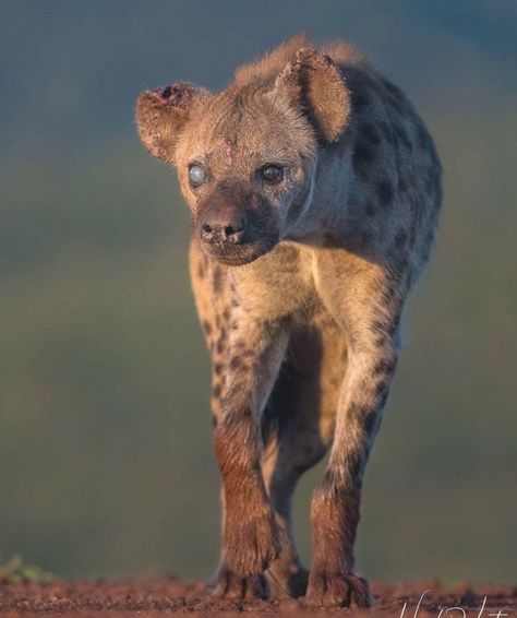 Mammals Animals, Animals And Pet Supplies, Spotted Hyena, Marine Mammals, Game Reserve, Wild Dogs, Wildlife Animals, Hyena, Animal Photo