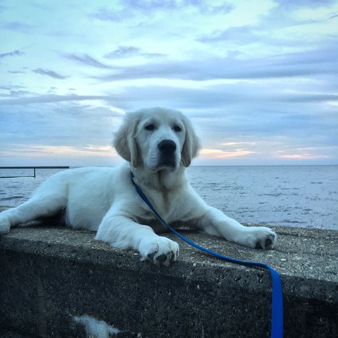 English Creme Golden Retrievers are the best! Creme Golden Retriever, English Creme Golden Retriever, English Golden Retrievers, Pets 3, Dog Adventure, Man And Dog, Sweet Dogs, Dogs Golden Retriever, Golden Retrievers