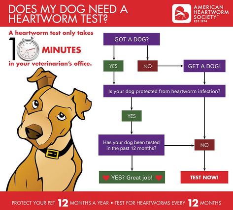 Does my dog need a heartworm test? #HeartwormAwarenessMonth Heartworms In Dogs, Veterinarian Office, Vet Nursing, Heartworm Prevention, Sick Dog, Vet Med, Animal Health, Veterinary Medicine, Vet Tech