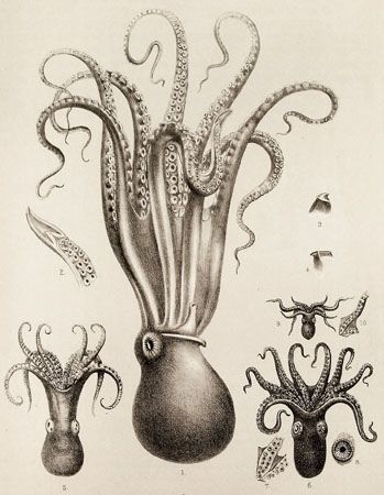 Scientific Illustration | kizioko: squid art (by Vintage Collective) Scientific Drawing, Creature Marine, Motif Art Deco, Science Illustration, Octopus Tattoo, Geek Crafts, Octopus Art, Antique Illustration, Vintage Illustrations