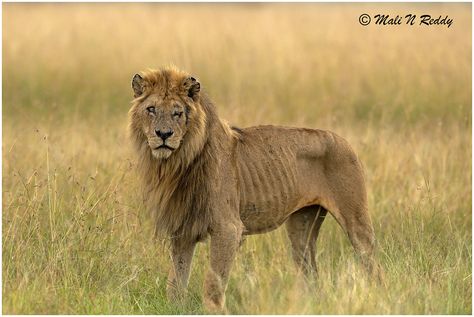 https://flic.kr/p/2iYNrmV | D5M_9575 | Old & one eye blind Lion....... ( when a lion gets old it became weak, unable to kill or chase  its preys therefore die of a hunger before it can die of old age In the wild, the average lifespan of a lion is 13–16 years) Snarling Lion, Lion Attack, Lion Yawning, Roblox Horror, Old Lion, Cheetah Pictures, American Lion Prehistoric, Lions Photos, Lion Images