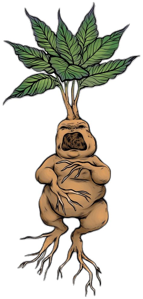 Harry Potter Drawing Ideas, Mandrake Plant, Harry Potter Tattoo Ideas, Harry Potter Drawing, Hp Christmas, Whimsical Doodles, Harry Potter Art Drawings, Potter Tattoo, Monster Stickers