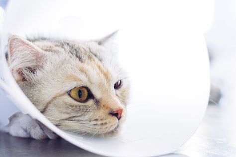 Cat injury: This guide will provide information on the symptoms, causes, and natural treatments of injuries in cats... Cat Injuries, Frozen Bag, Poisonous Plants, Health Planner, Crazy Cat, Natural Treatments, Dog Health, Crazy Cat Lady, Digestive Health