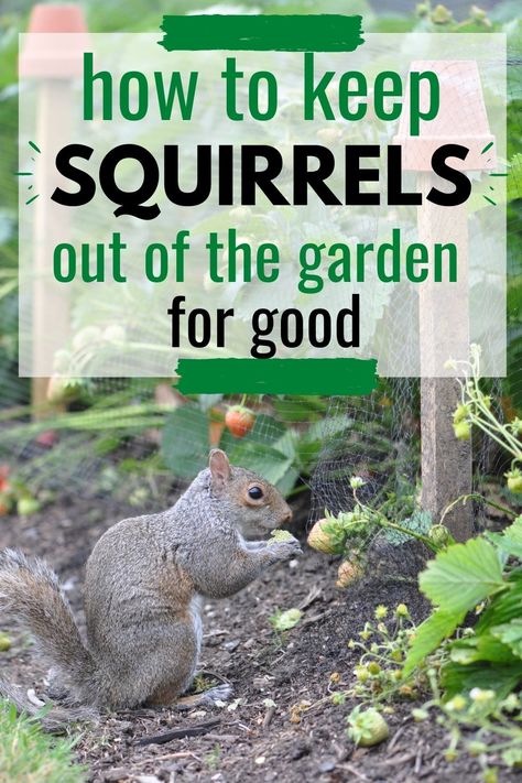 How To Keep Animals Out Of Your Garden, Protecting Garden From Squirrels, Garden Critter Protection, How To Keep Squirrels Out Of Your Garden, Garden Squirrel Protection, Keep Animals Out Of Garden Vegetables, Protect Garden From Squirrels, Keeping Squirrels Out Of Garden, How To Get Rid Of Squirrels In Your Yard