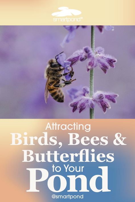 Attract beautiful butterflies, busy bees, and colorful birds to your garden. A pollinator garden buzzes with life and supports the biodiversity of local ecosystems. Discover how to create & cultivate a pollinator garden Pond Backyard, Easy Indoor Plants, Create Cultivate, Eco Friendly Garden, Attracting Bees, Attract Pollinators, Busy Bees, Pollinator Garden, How To Attract Birds