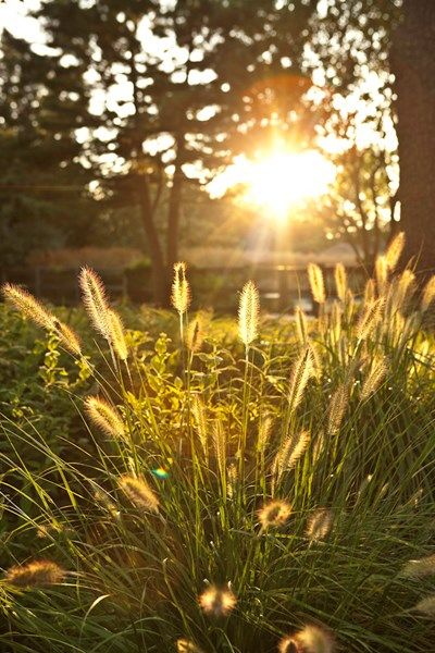 Oehme, van Sweden Hamptons Garden Garden Design Calimesa, CA Hamptons Garden, Sunrise Tattoo, Hampton Garden, Growing Grass, Interior Design Themes, Free Photography, Ornamental Grasses, Free Hd Wallpapers, Home Screen