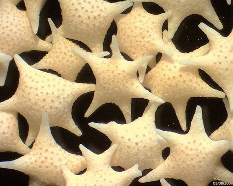 star shaped sand Star Sand, Grain Of Sand, Oceans Of The World, Tiny Star, Sea Animals, Okinawa, Beach Sand, Marine Life, Star Shape