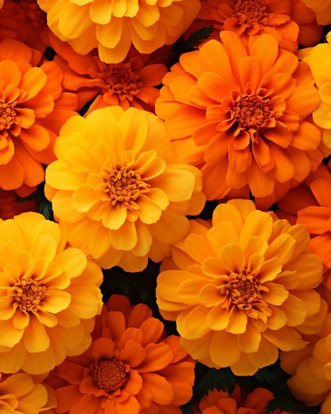 Magic of Marigolds 🧡✨Did you know marigolds hold a special place in the heart of both South Asian Americans and Hispanic especially Mexican Americans? 🌍 For Diwali, they symbolize positivity and light, while for Day of the Dead, they guide spirits with their radiant color and earthy fragrance. Two cultures, worlds apart, united by one flower! As October ends and autumnal hues fill up our landscape , marigold’s vibrant color saturates the season. Do you love the golden glow of marigold’s as mu... Mexican Marigolds, Seattle Apartment, Marigold Color, Worlds Apart, Earthy Fragrance, One Flower, Mexican American, Golden Glow, Asian American