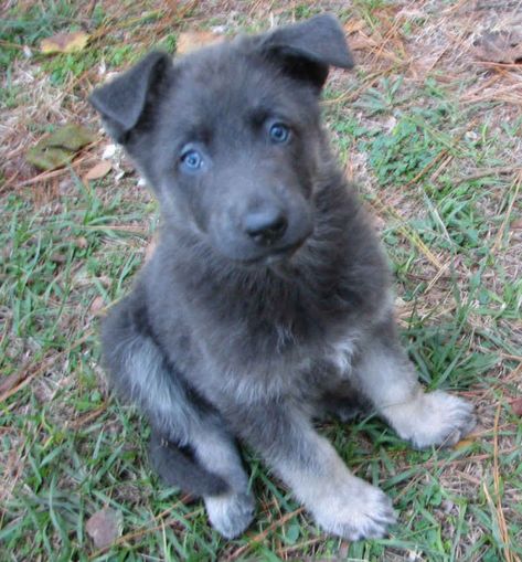 Blue German Shepherd, Beautiful Pets, Deadly Animals, Dog German, Fluffy Puppies, Yorkshire Terrier Puppies, Dog Info, Baby Puppies, Shepherd Puppies