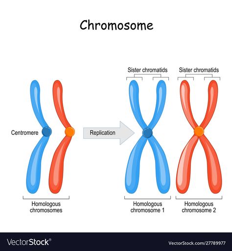 Chromosome Art, Sister Chromatids, Homologous Chromosomes, Neet Notes, Human Physiology, X Chromosome, Cell Division, Cell Biology, Diagram Design