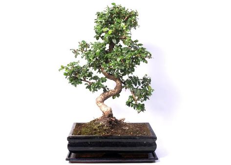 Care guide for the Carmona Bonsai tree (Fukien tea) - Bonsai Empire Fukien Tea Bonsai, Bonsai Fruit Tree, Bonsai Care, Bonsai Techniques, Shadow Plants, Bonsai Styles, Indoor Bonsai, Miniature Trees, Plant Decor Indoor