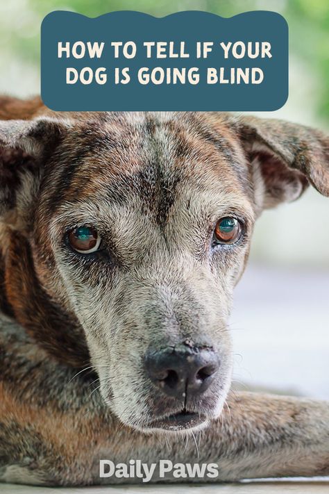 If your dog is starting to go blind, you still have plenty of time to help him adjust to his new normal. Learn how here. #petcare #pets #pethealth #healthypets #petnutrition #petdiet #kittenhealth #puppyhealth Dog Conditioner, Medication For Dogs, Blind Dog, Dog Health Tips, Dog Health Care, Dog Training Advice, Calm Dogs, Dog Safety, Dog Eyes