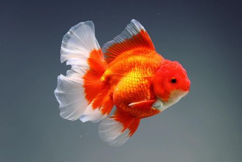 AQUA ARTIST on Instagram: “#goldfish #goldfishunion #goldfishkeeper #goldfishworld #oranda #goldfishmarket” Beautiful Fish Photography, Fat Goldfish, Oranda Fish, Comet Goldfish, Oranda Goldfish, Mermaid Sculpture, Aquascape Aquarium, Japanese Fish, Cool Fish