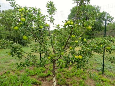 Granny Smith Apple Tree, Tiny Orchard, Allotment Ideas, Granny Smith Apple, Dream Property, Granny Smith Apples, Granny Smith, Apple Tree, Growing Plants