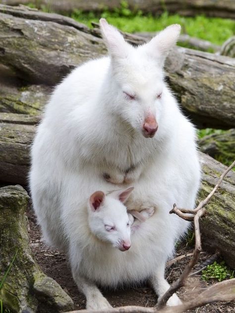 Wallaby | A-Z List of 125 Rare Albino Animals [Pics] Rare Albino Animals, Albino Animals, Wildlife Park, Unusual Animals, Rare Animals, Australian Animals, Amazing Animals, Wildlife Animals, Animal Planet