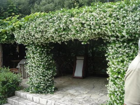 9 of the Best Plants for Trellises, Archways and Arbors.  These beautiful plants are perfect climbers for your landscape. Pergola Metal, Trachelospermum Jasminoides, Arbors Trellis, Evergreen Vines, Canopy Architecture, Backyard Canopy, Wedding Canopy, Garden Canopy, Star Jasmine