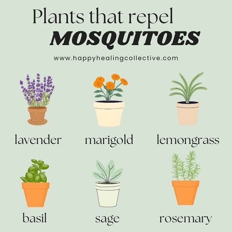 Want to keep mosquitoes away naturally? These plants can help repel them while adding beauty to your garden: - Lavender - Marigold - Lemongrass - Basil - Sage - Rosemary Plant them around your home or in pots on your patio to enjoy a mosquito-free zone. Each plant emits a scent that mosquitoes dislike, offering a natural solution for a more comfortable outdoor space. Follow us for more wellness tips! 🌿✨ www.happyhealingcollective.com #happyhealingcollective #wellness #naturalbugspray #bug... Rosemary Garden, Lemongrass Plant, Natural Bug Spray, Rosemary Plant, Mosquito Repelling Plants, Lavender Sage, Bug Repellent, Sun Plants, Mosquito Repellent