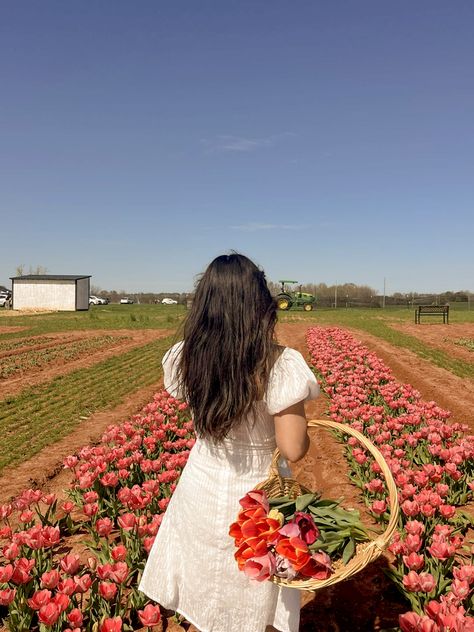 Tulips Farm Photoshoot, Texas Tulips Photoshoot, Tulip Picking Aesthetic, Pictures In Tulip Fields, Tulip Farm Photoshoot Friends, Tulips Pictures Ideas, Tulip Field Photo Ideas, Kashmir Tulip Garden Photoshoot, Tulip Field Photoshoot Photo Ideas