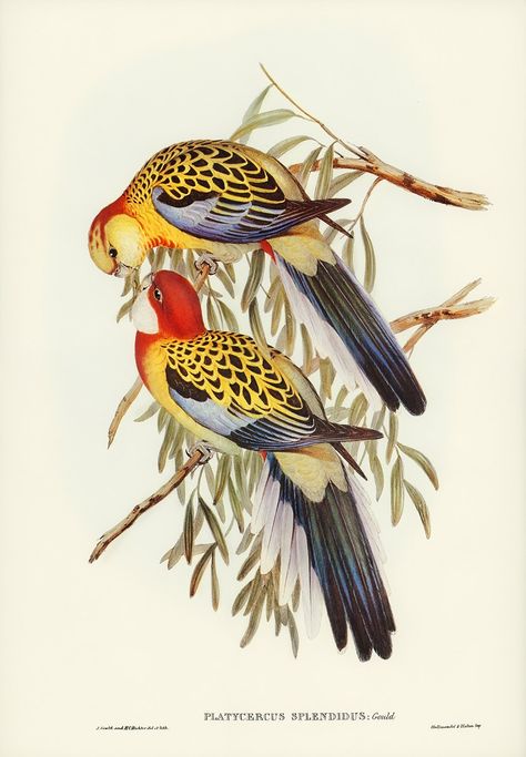 John Gould, Birds Of Australia, Bird Clipart, Free Illustration Images, Bird Art Print, Botanical Poster, Australian Art, Rock Design, Bird Illustration