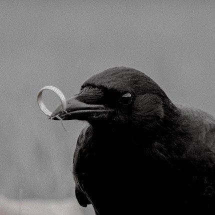 Raven Bird Aesthetic, Crow Aesthetic Dark, Avian Aesthetic, Crow Core Aesthetic, Crow Core, Raven King, Crows Ravens, Gothic Aesthetic, Witch Aesthetic