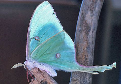 Luna Moth Lunar Moth, Moon Moth, Beautiful Bugs, Luna Moth, Butterfly Kisses, Aqua Turquoise, Love Blue, Butterfly Garden, Blue Butterfly