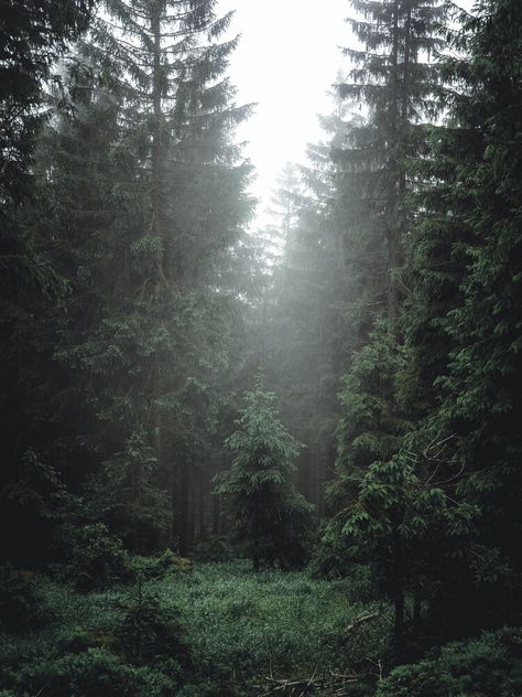 Sebastian Wilczewski, Deep forest - Germany, Europe) Deep Woods Aesthetic, Cold Forest Aesthetic, Evergreen Forest Aesthetic, Forest Aethstetic, Deep Forest Aesthetic, Deep Forest Wallpaper, Deep Green Forest, European Forest, Cold Forest