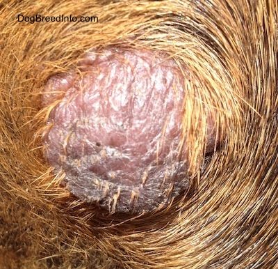 Mast (Mastocytoma) Cell Tumors in Dogs Mast Cell Tumor Dogs, Dog Warts, Dog Meds, Tumors On Dogs, Dog Grooming Diy, Shih Tzu Poodle, Meds For Dogs, Popular Short Haircuts, Vet Medicine