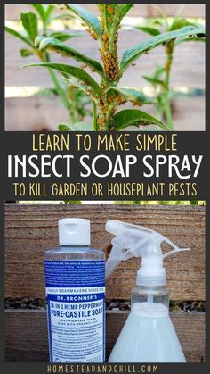 Bug Spray For Plants, Aphid Spray, Homemade Organic Soap, Pest Spray, Plant Bugs, Insect Spray, Garden Remedies, Garden Bugs, Plant Pests