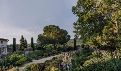 Provence hilltop garden | House & Garden Provencal Garden, Perovskia Blue Spire, Suffolk House, France House, Iron Pergola, Mediterranean Gardens, Judas Tree, Mediterranean Garden Design, Provence Garden