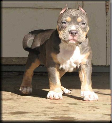 Pocket Pitbull, Blue Pitbull, American Bullies, Bully Dogs, Pit Bull Puppies, Pitt Bull, Pitbull Puppy, Bull Dogs, Labrador Retriever Puppies