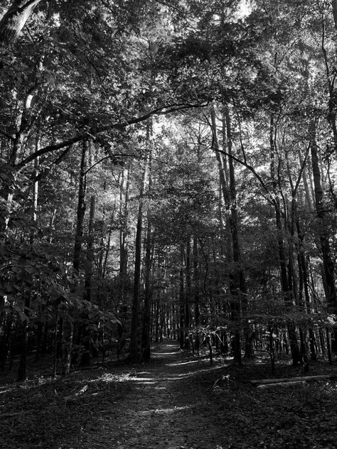 Forest Aesthetic Black And White, Fall Aesthetic Black And White, Black And White Autumn Aesthetic, Fall Black And White Aesthetic, Black And White Fall Wallpaper, Small Town Aesthetic Fall, Black And White Fall Aesthetic, Fall Dark Aesthetic, Fall Black And White