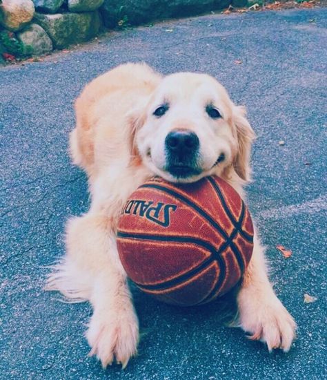 Let's play basketball together Nail Conditions, Painting Reference, Psy I Szczenięta, 강아지 그림, Random Aesthetic, Cute Dogs And Puppies, Puppy Pictures, Golden Retrievers, Cute Animal Pictures