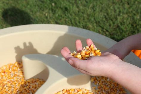 Create a kids pumpkin patch in your backyard for a Fall playdate or pumpkin birthday party! At Home Pumpkin Patch, Pumpkin Birthday Party, Pumpkin Patch Kids, Pumpkin Birthday Parties, Backyard Activities, Patch Ideas, Fun Pumpkins, Pumpkin Birthday, Pumpkin Farm