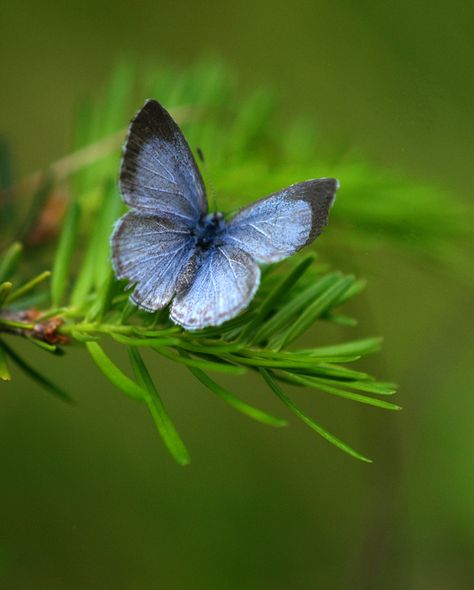 All sizes | Spring Azure at Rest | Flickr - Photo Sharing! Azure Butterfly, Butterfly Aesthetic, Blue Butterfly, Do Everything, Claude Monet, 귀여운 동물, Garden Inspiration, Beautiful Things, Moth