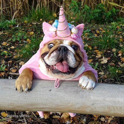 Bulldog Halloween Costumes, Cute Bulldogs, 강아지 그림, English Bulldog Puppies, British Bulldog, Dog Halloween Costumes, Bull Dogs, English Bulldogs, Dog Costumes