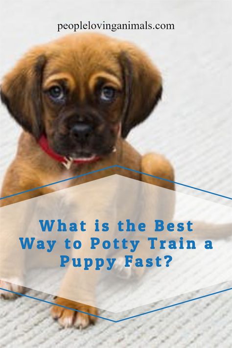 How To House Break A Puppy Fast, How To House Train A Puppy Fast, Potty Train Puppy, House Breaking A Puppy, Train Puppy, Animal Humor Dog, Train A Puppy, Golden Retriever Baby, House Training Puppies