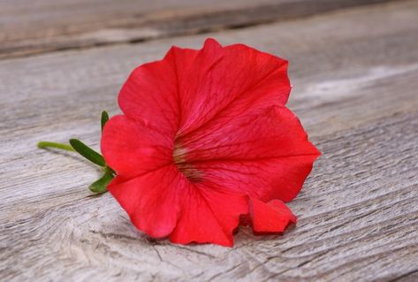 This is a guide about saving petunia seeds. Collecting the dry flowers from your petunia plant allows you to save the seeds for planting next spring. Petunia Seeds, Petunia Plant, Petunia Flower, Planting Onions, Backyard Designs, Fall Garden Vegetables, Plant Hacks, Seed Saving, Cut Flower Garden