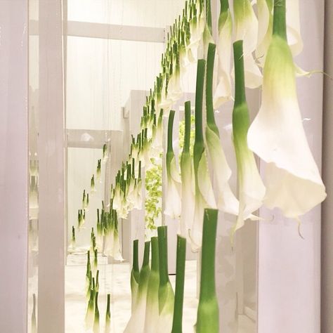 Hanging Calla Lilies The Ants Go Marching, Ants Go Marching, Cala Lilies, Event Planning Inspiration, Green Inspo, Greenery Bouquet, Modern Flowers, Event Design Inspiration, Green Colour Palette