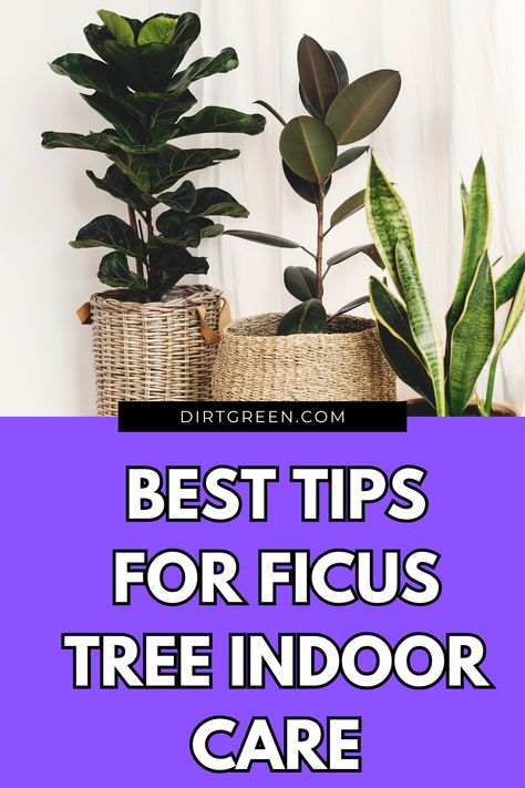 Find the best care tips for keeping your indoor Ficus tree lush and vibrant. #FicusTips #IndoorPlantCare #GreenLiving Ficus Tineke Care, Indoor Ficus Tree, Ficus Tree Indoor, Creeping Fig, Tree Indoor, Ficus Tree, Indoor Plant Care, Rubber Plant, Neem Oil