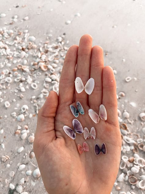 Sarasota, Florida has the best shells! Butterfly Shell Tattoo, Coquina Shells, Seashell Butterfly, Sea Shell Tattoo, Seashell Photography, Shark Background, Pretty Shells, Vsco Ideas, Seashells Photography