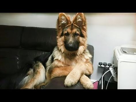 Why German Shepherds Are the FUNNIEST DOGS in the World - YouTube Long Haired German Shepherd, Bravest Warriors, German Shepherds, German Shepherd, Comedians, Funny Dogs, Join Us, Brave, Dogs