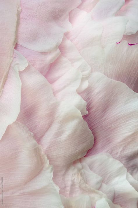 Peony Petals, Flower Texture, Romantic Comedy Movies, Romantic Mood, Flowers Petals, Textile Texture, Rosé Details, Rustic Flowers, Fashion Collage