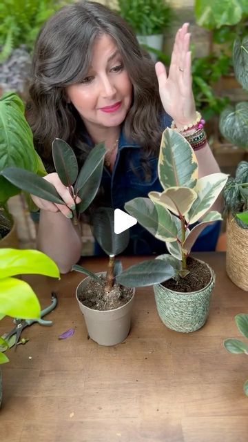 HousePlantParadise on Instagram: "Do you want to propagate your #fiddleleaffig ? The right turn might surprise you! 
📸: @growingjoywithmaria 

#houseplants #plantparent #plantcommunity #planthack #propagation  #houseplantcollectiom #Indoorjungle #houseplantaddict #plants" Ficus Plant, Ficus Elastica, Plant Hacks, Indoor Jungle, Fiddle Leaf Fig, House Plant, New Growth, Right Time, Christian Living