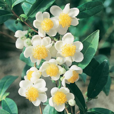 Camellia Sinensis Plant, Green Tea Plant, Camellia Plant, Garden Hedges, Evergreen Garden, Tea Plant, Camellia Sinensis, Spatial Design, Evergreen Shrubs