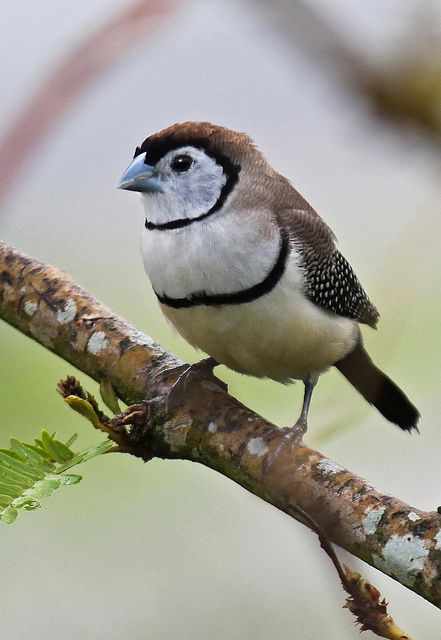 Double-barred Finch Owl Finch, Dining Room Window, Finch Bird, Bird Barn, Finches Bird, Creature Artwork, Room Window, Finches, Australian Birds