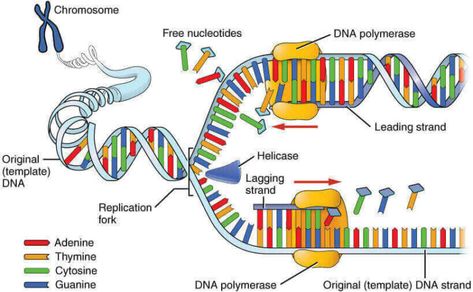 Gene mutations types, causes, examples & Regulation of Gene Expression Dna E Rna, Dna Polymerase, Dna Replication, Dna Molecule, Biology Classroom, Ap Biology, Biology Lessons, Nucleic Acid, Teaching Biology