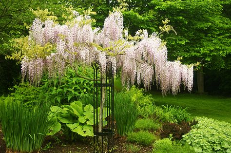 White wisteria standard. A strong support is needed for the vine to grow into a trunk Wisteria Trellis, Wisteria Garden, Fire Pit Decor, English Garden Design, Wisteria Tree, White Wisteria, Willow Park, Garden Vines, Sun Garden